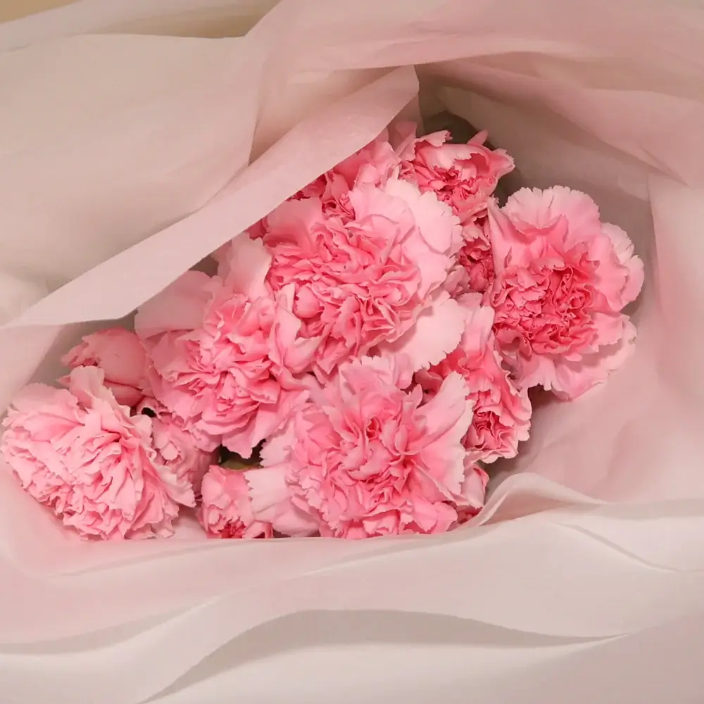 Carnations: Flowers With a Bright Bloom